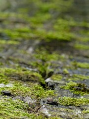 Hiking in the Argonne forest in France - Texture of green moss on a bench
