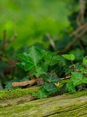Hiking in the Argonne forest in France - Texture of green moss on a bench