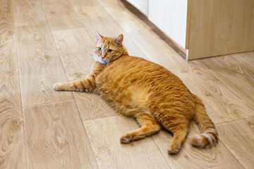 Adorable ginger kitten purebred straight lying on its back, top view, on a wooden background. Flat Lay fat cat well-eat and relax on the floor at home.