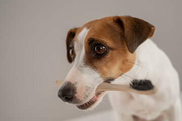 Jack Russell Terrier dog holds a toothbrush in his teeth. 