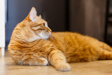 fat ginger cat tabby having fun outdoor indoor , playful, wooden floor, chilling, relaxing, funny, hunting.