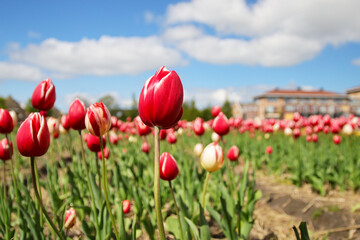 Fields of flowering tulips where flower bulbs are grown on Goeree-Overflakkee attracting dutch tourist