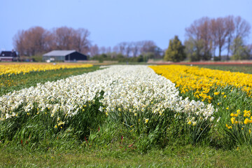 Fototapeta premium Fields of flowering tulips where flower bulbs are grown on Goeree-Overflakkee attracting dutch tourist