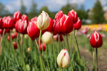 Fields of flowering tulips where flower bulbs are grown on Goeree-Overflakkee attracting dutch tourist