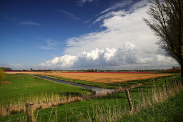 Obraz premium Fields of flowering tulips where flower bulbs are grown on Goeree-Overflakkee attracting dutch tourist