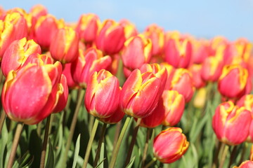Fields of flowering tulips where flower bulbs are grown on Goeree-Overflakkee attracting dutch tourist
