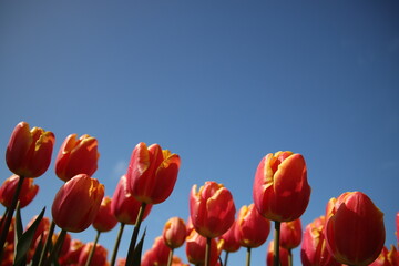 Fields of flowering tulips where flower bulbs are grown on Goeree-Overflakkee attracting dutch...