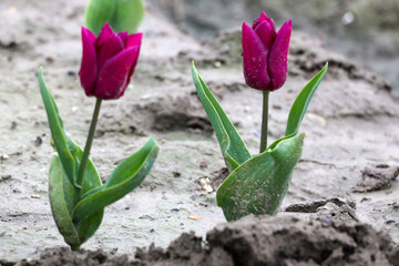 Fields of flowering tulips where flower bulbs are grown on Goeree-Overflakkee attracting dutch tourist
