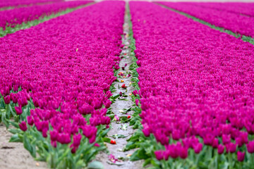 Fields of flowering tulips where flower bulbs are grown on Goeree-Overflakkee attracting dutch tourist