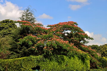 Albizia julibrissin, the Persian silk tree, pink silk tree, or mimosa tree with pink flowers