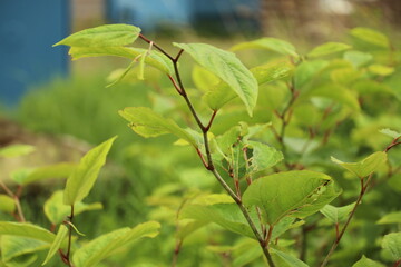 Leaves of Japanese knotweed as an invasive exotic species