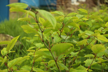 Leaves of Japanese knotweed as an invasive exotic species