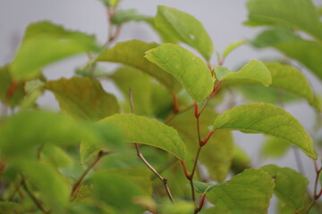 Leaves of Japanese knotweed as an invasive exotic species