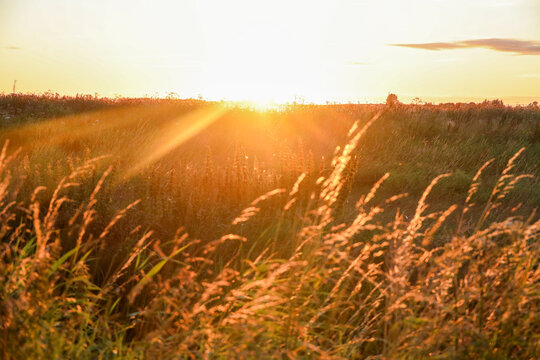 sunset rays over leaves in the Zuidplaspolder