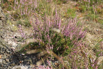 Purple flowers of heather in bloom on the Veluwe