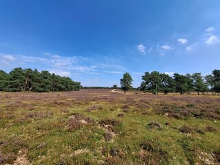 Purple flowers of heather in bloom on the Veluwe