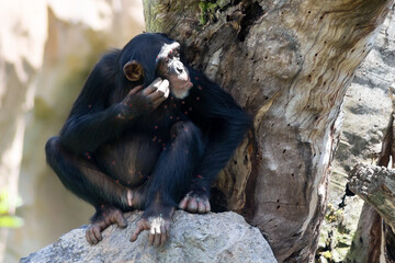 Monkey, macaca, chimpanzee with smallpox spots on body. Diseases Animals mammals of the wild.