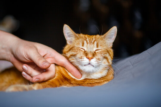 A portrait of an adorable young domestic ginger tabby cat sat at home on the back of a black sofa against and stroked by its owner.