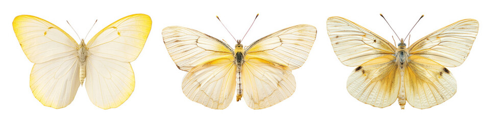 Naklejka premium Moth png cut out element set