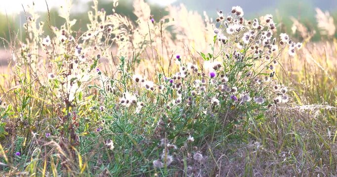 Close up of the carduus acanthoides, or the spiny plumeless thistle plant during summer, in full bloom, with its purple flowers and fluffy fruiting