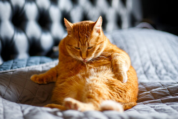 fat orange ginger cat licks his paws and licks the hair, washes himself on black background.