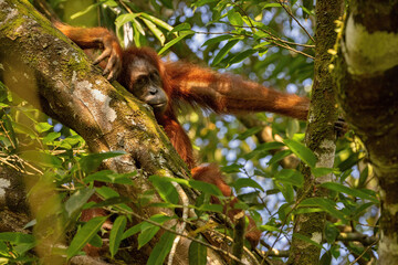 Sumatran orangutan in the nature habitat. Amazing sumatran jungle. Beautiful sumatran wildlife. Adventure paradise. Rare  and endangered species.