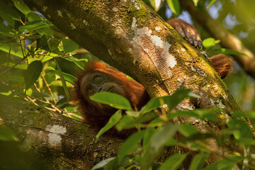 Sumatran orangutan in the nature habitat. Amazing sumatran jungle. Beautiful sumatran wildlife. Adventure paradise. Rare  and endangered species.