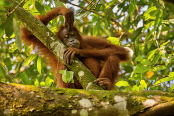 Sumatran orangutan in the nature habitat. Amazing sumatran jungle. Beautiful sumatran wildlife. Adventure paradise. Rare  and endangered species.