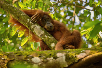 Sumatran orangutan in the nature habitat. Amazing sumatran jungle. Beautiful sumatran wildlife....