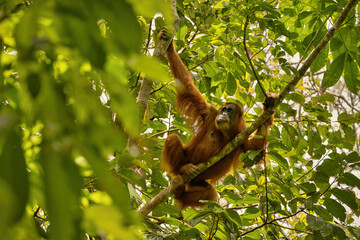 Sumatran orangutan in the nature habitat. Amazing sumatran jungle. Beautiful sumatran wildlife. Adventure paradise. Rare  and endangered species.