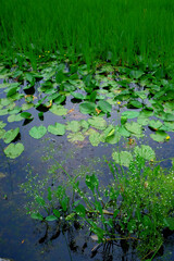 green lilies on a mountain lake in the Kamash mountains