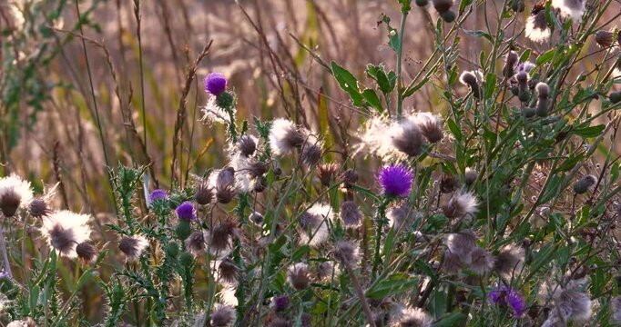 Close up of the carduus acanthoides, or the spiny plumeless thistle plant during summer, in full bloom, with its purple flowers and fluffy fruiting