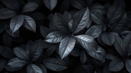 Fototapeta premium Low key Dark lighting Nature background green leaves in natural light and shadow symbolic of peaceful and safe the Earth or life or Zen with toned color and selective focusBlack and wh : Generative AI