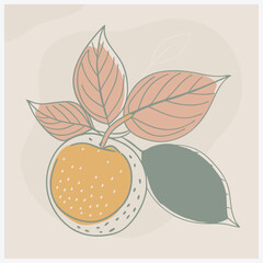 Davidson Plum Fruit Vector Illustration
