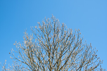 Crown of an ash tree against a background of blue sky. Natural background. Copy space. Place for text. Springtime flora. Branches without leaves