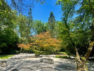 Landscape view of Japanese park with trees and grass on a sunny day in Chorzow, Silesia, Poland