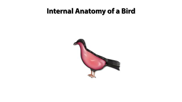 Internal Anatomy of a Bird