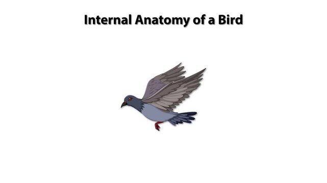 Internal Anatomy of a Bird