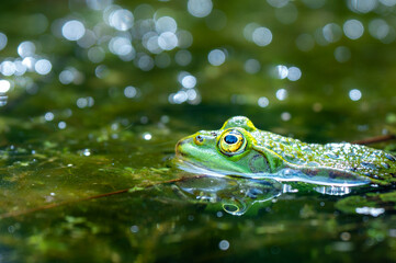 Green frog in a pond