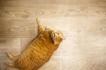 Adorable ginger kitten purebred straight lying on its back, top view, on a wooden background. Flat Lay fat cat well-eat and relax on the floor at home.