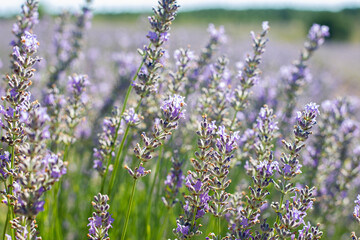 very large and expansive fields of flowering lavender with flower details