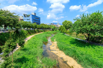 서울시 성북구 성북천의 여름