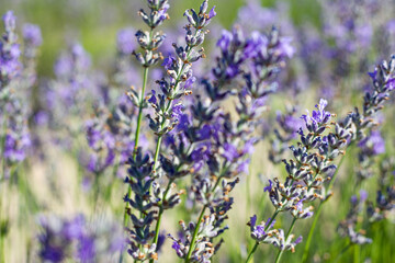very large and expansive fields of flowering lavender with flower details