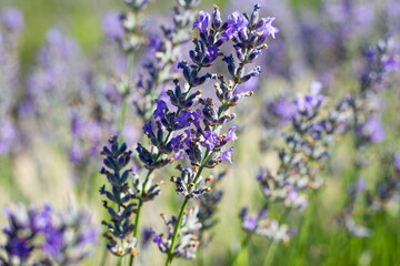 very large and expansive fields of flowering lavender with flower details