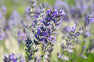 very large and expansive fields of flowering lavender with flower details