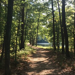 Obraz premium A peaceful trail winding through the dense forest of D.L. Bliss State Park, leading to breathtaking lake views
