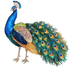 Obraz premium Majestic Peacock Displaying Feathers Isolated on Transparent Background, Elegant for Art and Decor