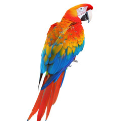 Fototapeta premium Colorful Macaw Parrot Isolated on Transparent Background, Exotic Wildlife for Thematic Designs