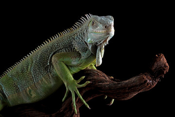 Colombian green iguana isolated on black	
