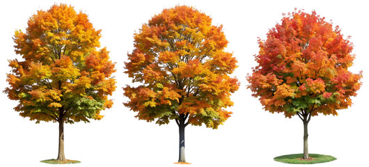 Naklejka premium Set of trees on a transparent background with yellow leaves. Concept of plants and flowers.